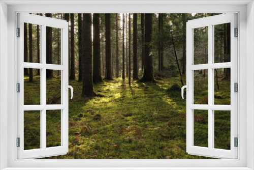 Fototapeta Naklejka Na Ścianę Okno 3D - Magic sunny green mossy forest floor.
