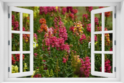 Fototapeta Naklejka Na Ścianę Okno 3D - Close-up of Snapdragons flowers in the garden