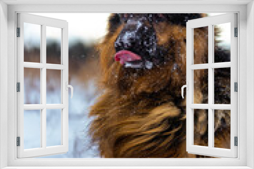 Fototapeta Naklejka Na Ścianę Okno 3D - Owczarek Niemiecki w zimowej scenerii. Owczarek długowłosy.