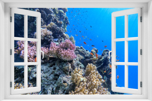 Fototapeta Naklejka Na Ścianę Okno 3D - Underwater life of reef with corals, shoal of Lyretail anthias (Pseudanthias squamipinnis) and other kinds of tropical fish. Coral Reef at the Red Sea, Egypt.