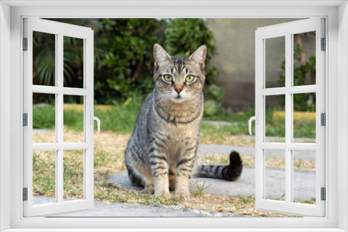 Fototapeta Naklejka Na Ścianę Okno 3D - Cute roman cat in the garden staring directly to the camera lense