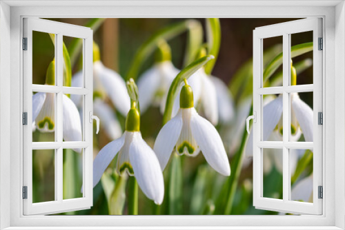 Fototapeta Naklejka Na Ścianę Okno 3D - Snowdrop close up panorama. Macro portrait of early bloomer flowers with white petals in bright springtime sunlight in Sauerland Germany. Galanthus is a small bulbous perennial herbaceous plant.