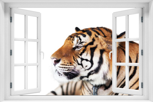 Fototapeta Naklejka Na Ścianę Okno 3D - Tiger Isolated on white background