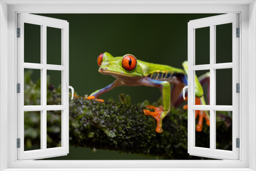 Fototapeta Naklejka Na Ścianę Okno 3D - Red-eyed tree frog in the rainforest of Costa Rica 