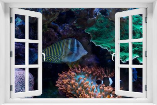 Fototapeta Naklejka Na Ścianę Okno 3D - Peixe com listas de cor azul e pintas de cor amarela nadando entre corais. 