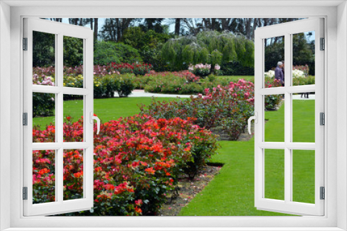 Fototapeta Naklejka Na Ścianę Okno 3D - The Rose Garden of Palmerston North NZL