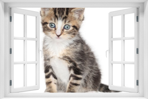 Fototapeta Naklejka Na Ścianę Okno 3D - Kitten on a white background