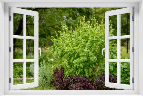 Fototapeta Naklejka Na Ścianę Okno 3D - organic basil in the garden