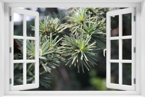Fototapeta Naklejka Na Ścianę Okno 3D - close up of pine needles