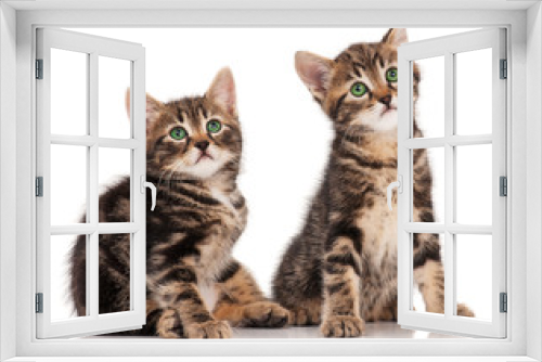Fototapeta Naklejka Na Ścianę Okno 3D - Cute kittens