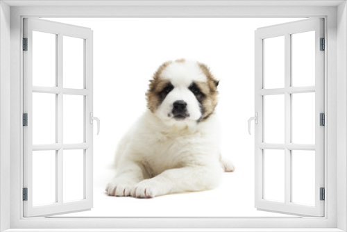 Fototapeta Naklejka Na Ścianę Okno 3D - lovely Caucasian Shepherd puppy on a white background isolated