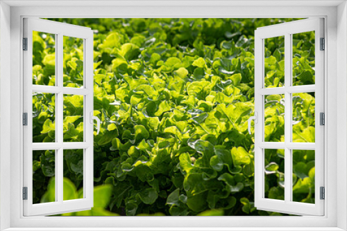 Fototapeta Naklejka Na Ścianę Okno 3D - Hydroponic vegetables salad. Health food concept.