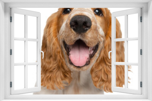 Fototapeta Naklejka Na Ścianę Okno 3D - Cute smiling Cocker Spaniel dog, lovely puppy isolated over white background. Close-up muzzle. Concept of motion, movement, pets love, animal life. Looks happy, graceful. Copy space. Ad
