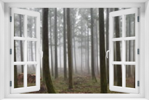 Fototapeta Naklejka Na Ścianę Okno 3D - forest of trees full of fog