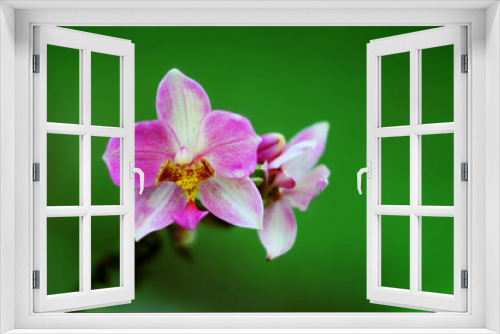 Fototapeta Naklejka Na Ścianę Okno 3D - orchids are blooming