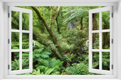 Fototapeta Naklejka Na Ścianę Okno 3D - Regenwald, Te Urewera Nationalpark, Hawke's Bay, Nordinsel, Neuseeland, Ozeanien