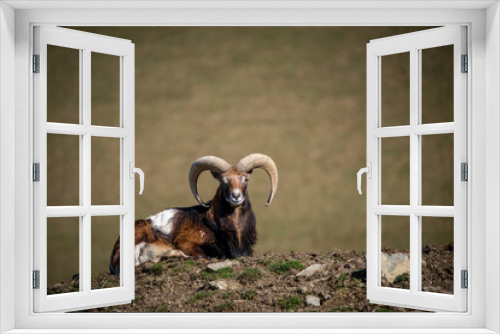 Fototapeta Naklejka Na Ścianę Okno 3D - a mouflon ram, ovis orientalis musimon, at a spring day on the mountains