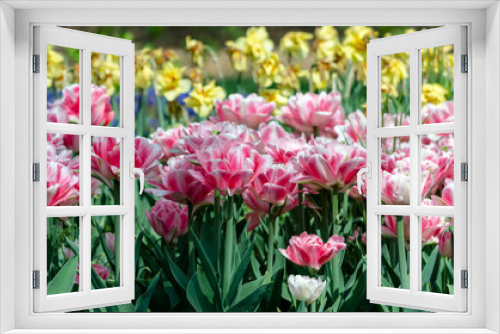 Fototapeta Naklejka Na Ścianę Okno 3D - large blooming flower bed with pink hybrid tulips