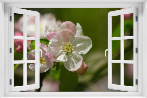 Fototapeta Naklejka Na Ścianę Okno 3D -  Apple Blossom flowers