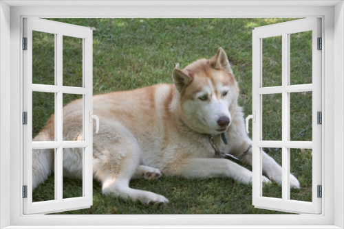 Fototapeta Naklejka Na Ścianę Okno 3D - resting siberian husky