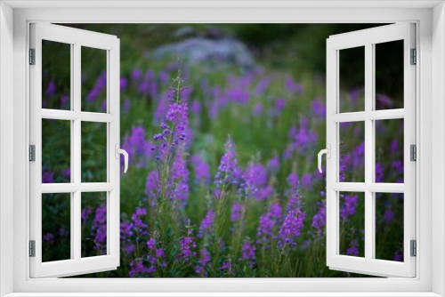 Fototapeta Naklejka Na Ścianę Okno 3D - Beautiful background of a close up photo of purple blooming Sally flower