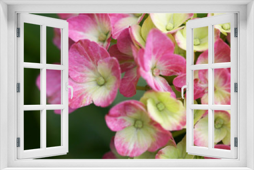 Fototapeta Naklejka Na Ścianę Okno 3D - The white and pink .hydrangea macro shot