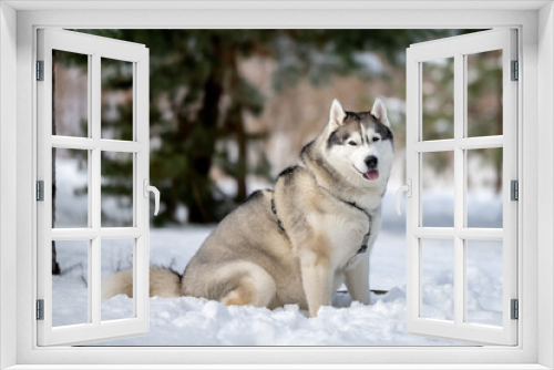 Fototapeta Naklejka Na Ścianę Okno 3D - Siberian Husky in nature. Portrait of a husky against the backdrop of a winter landscape.