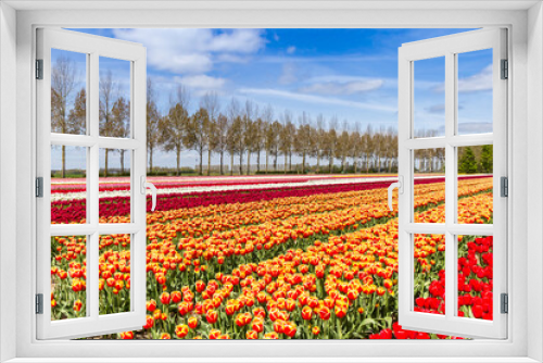 Fototapeta Naklejka Na Ścianę Okno 3D - Vibrant yellow and red tulips in the Noordoostpolder in The Netherlands