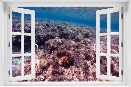 Fototapeta Naklejka Na Ścianę Okno 3D - Underwater life of reef with corals and tropical fish. Coral Reef at the Red Sea, Egypt.