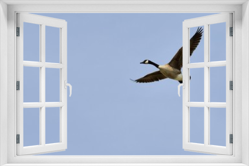 Fototapeta Naklejka Na Ścianę Okno 3D - Canada Goose In Flight