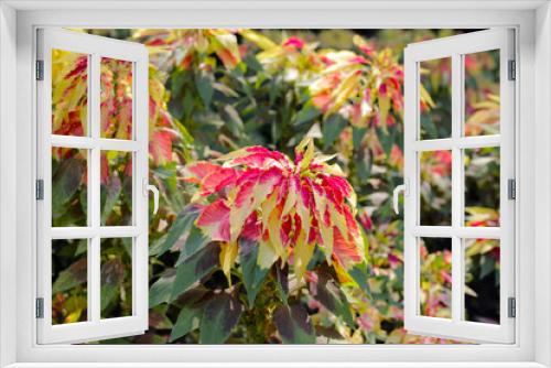 Fototapeta Naklejka Na Ścianę Okno 3D - Amaranthus tricolor plant beautiful flowers