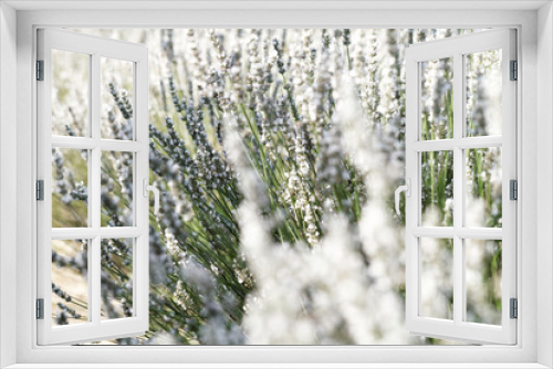 Fototapeta Naklejka Na Ścianę Okno 3D - White lavender flowers