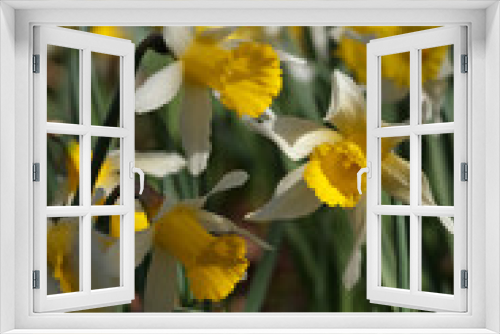 Fototapeta Naklejka Na Ścianę Okno 3D - Primer plano de flores amarillas entre más flores iguales