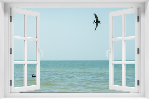 Fototapeta Naklejka Na Ścianę Okno 3D - Pelikane am Jagen