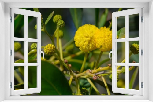 Fototapeta Naklejka Na Ścianę Okno 3D - the beginning of mimosa flowering in Cyprus 3