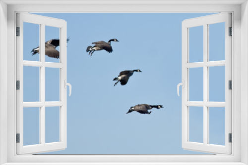 Fototapeta Naklejka Na Ścianę Okno 3D - Flock of Canada Geese Flying in a Blue Sky