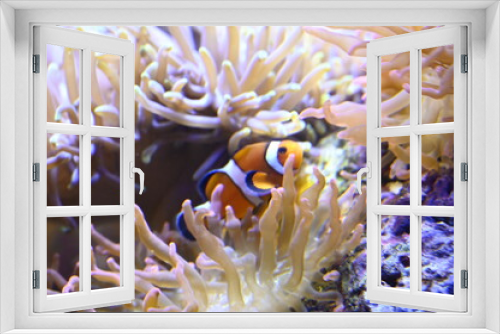 Fototapeta Naklejka Na Ścianę Okno 3D - Petit poisson clown 