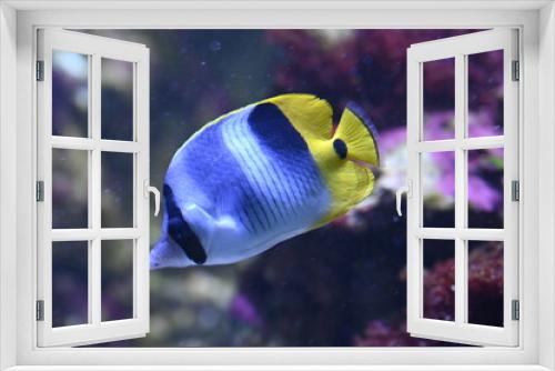 Fototapeta Naklejka Na Ścianę Okno 3D - Poisson dans un aquarium tropical