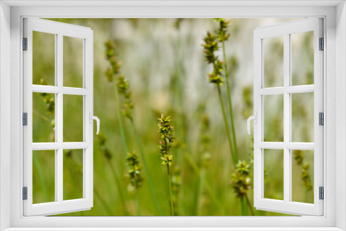 Fototapeta Naklejka Na Ścianę Okno 3D - Prickly sedge 