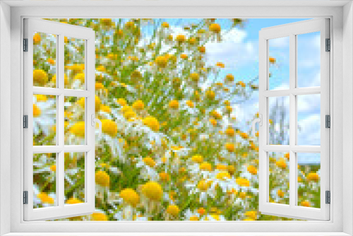 Fototapeta Naklejka Na Ścianę Okno 3D - Nature, blue sky and daisy field with clouds in natural landscape, morning blossom and floral bush. Growth, peace and flowers with green backyard garden, calm countryside and sustainable environment.