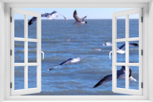 Fototapeta Naklejka Na Ścianę Okno 3D - seagulls on the Sea of Azov