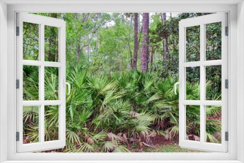 Fototapeta Naklejka Na Ścianę Okno 3D - Cabbage palms in the Florida woods