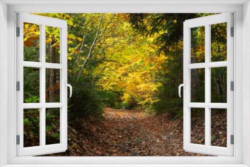 Fototapeta Naklejka Na Ścianę Okno 3D - landscape, autumn forest, yellow leaves on the trees, nature, in the mountains, travel, coniferous and deciduous trees