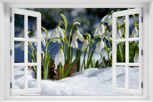 Fototapeta Naklejka Na Ścianę Okno 3D - Spring snowdrops in snow. White, green, springtime background. 
