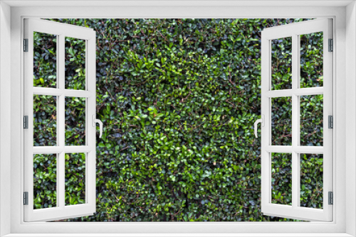 Fototapeta Naklejka Na Ścianę Okno 3D - Foliage background with fresh green plant leaves in Brazil. Plant wall for environmentally friendly or Earth day background.