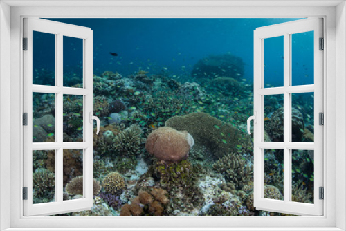 Fototapeta Naklejka Na Ścianę Okno 3D - Diverse Coral Reef