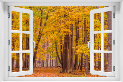 Fototapeta Naklejka Na Ścianę Okno 3D - Autumn Trail