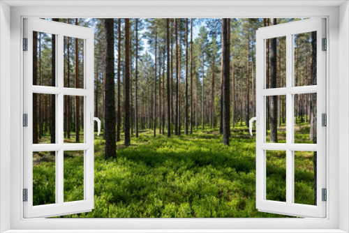 Fototapeta Naklejka Na Ścianę Okno 3D - Pine tree forest. Scenic background of scandinavian nature
