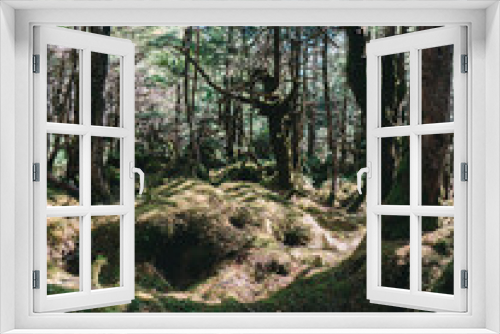 Fototapeta Naklejka Na Ścianę Okno 3D - 八ヶ岳の森