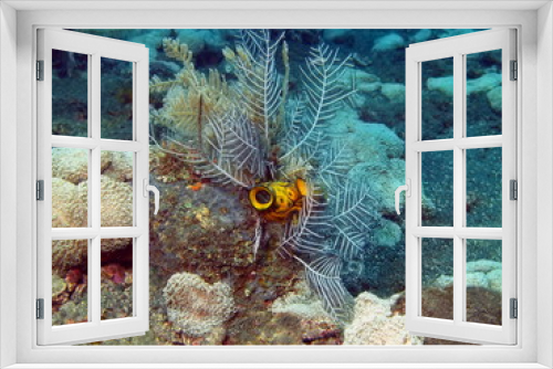 Fototapeta Naklejka Na Ścianę Okno 3D - Sea squirt, Island Bali, Tulamben